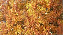 <http://www.fotofisch-berlin.de - Covid_19_2.LOCKDOWN IN BERLIN